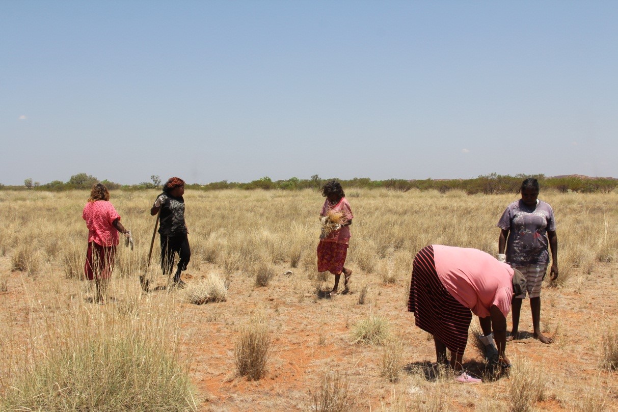 From left to right, Monica, Vivianne, Lily, Valerie and Marilyn collecting Spinifex grasses for weaving