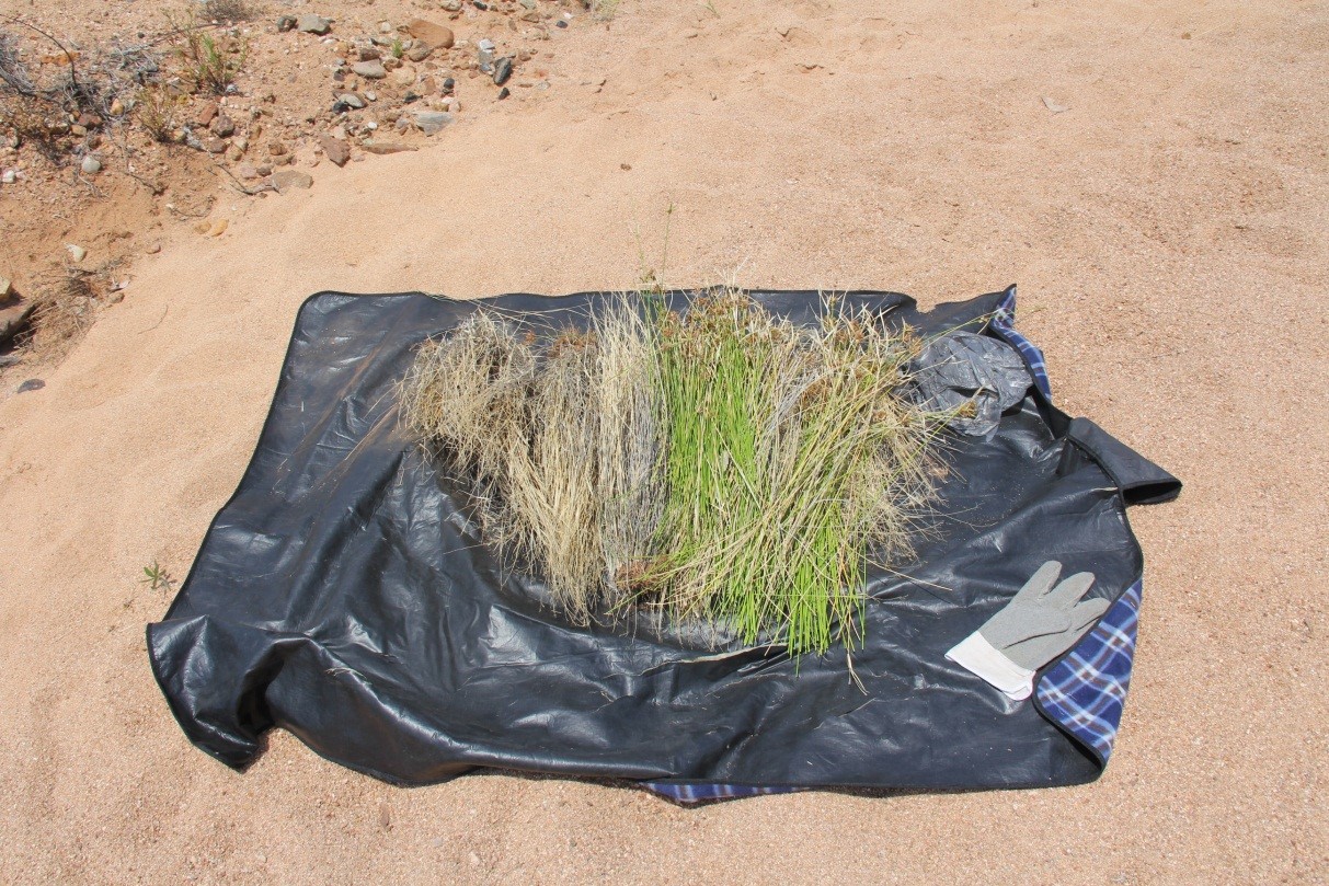 Spinifex grasses collected for basket weaving